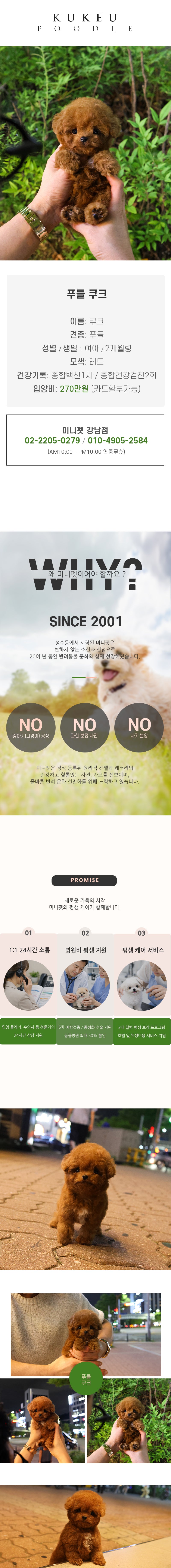푸들 - 쿠크 (여아)