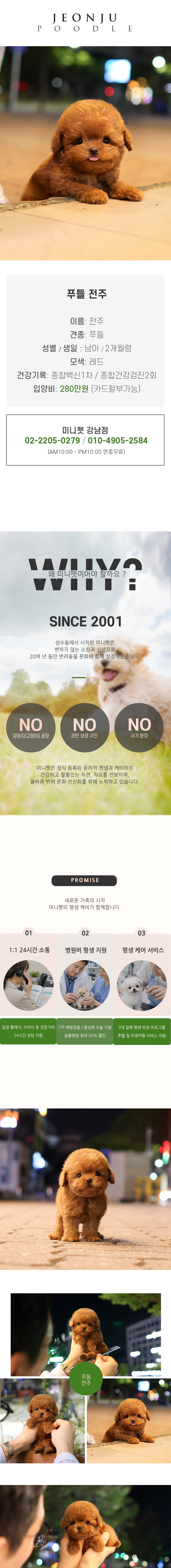 푸들 - 전주 (남아)