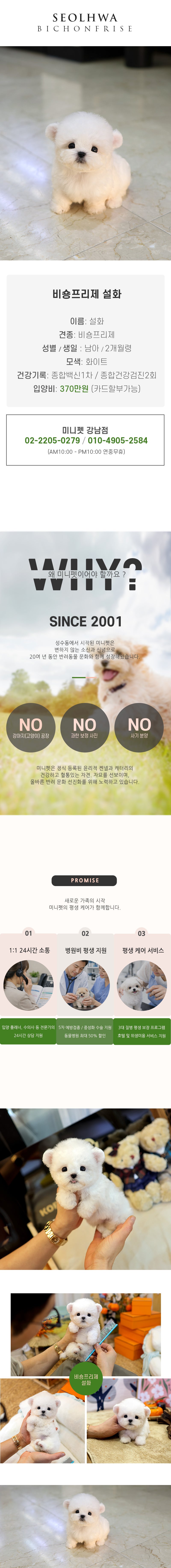비숑프리제 - 설화 (남아)