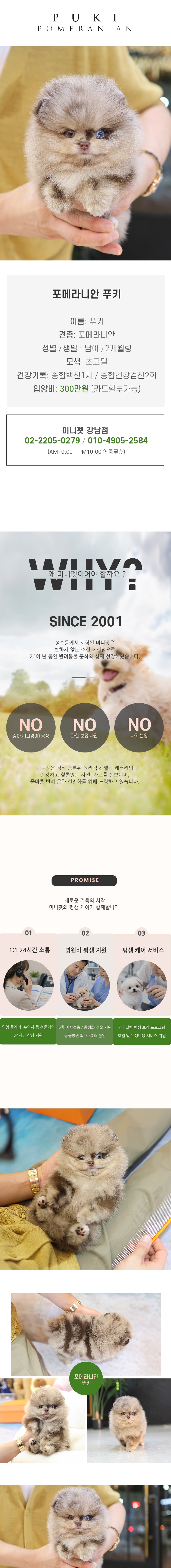 포메라니안 - 푸키 (남아)