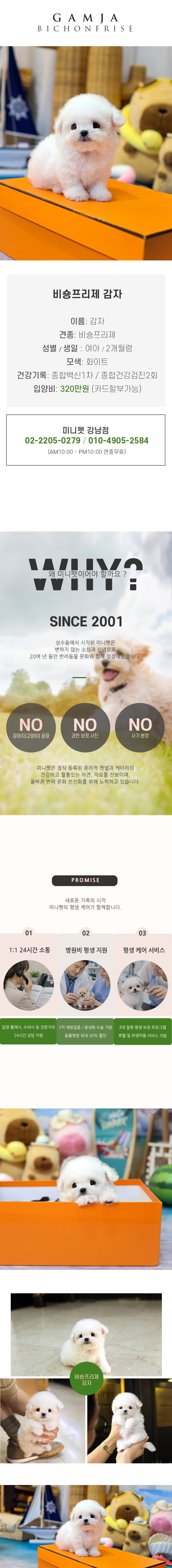 비숑프리제 - 감자 (여아)