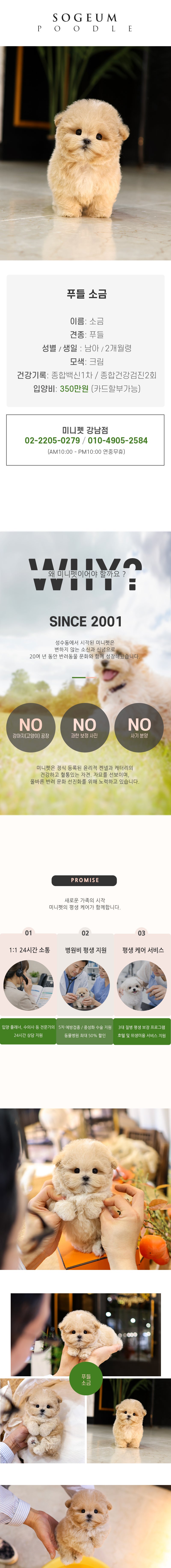 푸들 - 소금 (남아)