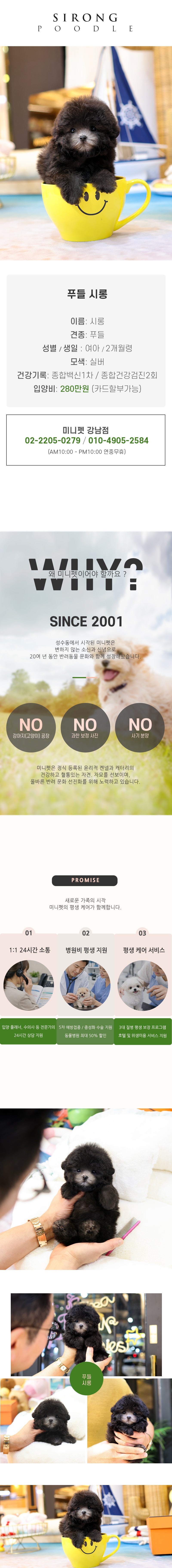 푸들 - 시롱 (여아)