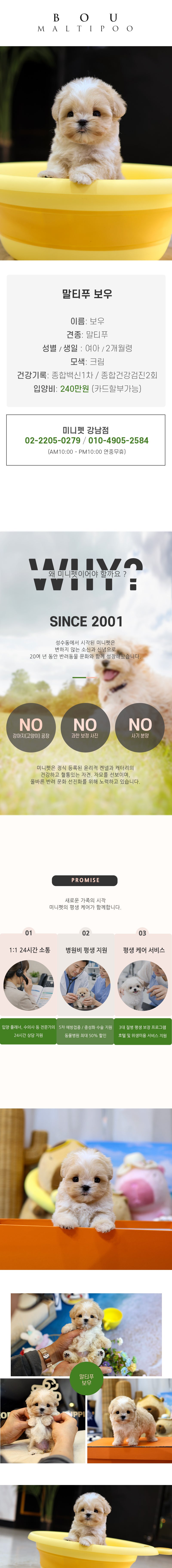 말티푸 - 보우 (여아)