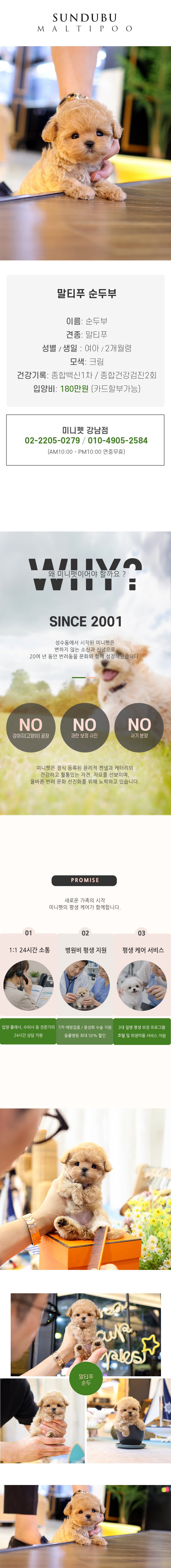 말티푸 - 순두부 (여아)