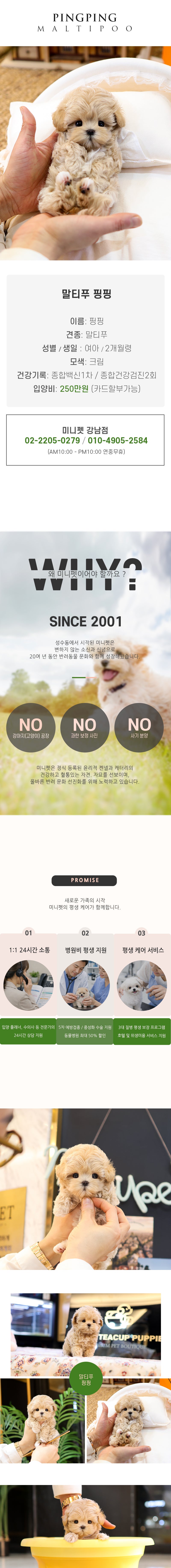 말티푸 - 핑핑 (여아)