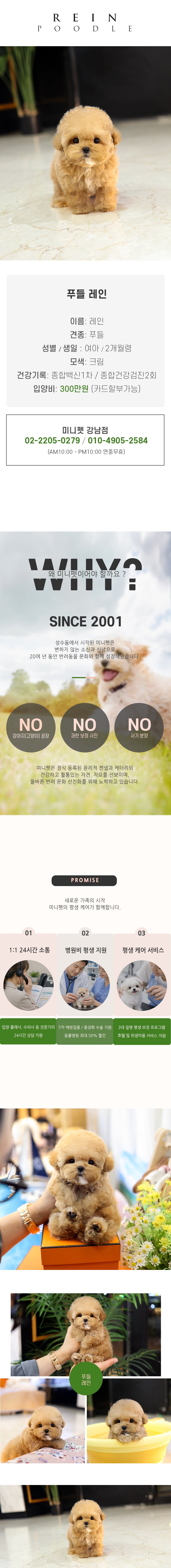 푸들 - 레인 (여아)