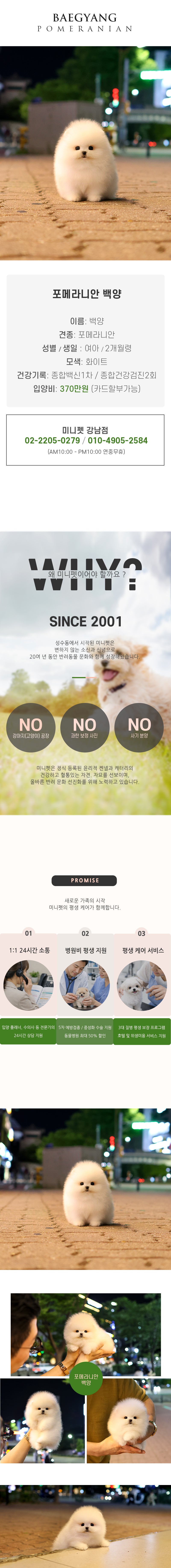 포메라니안 - 백양 (여아)