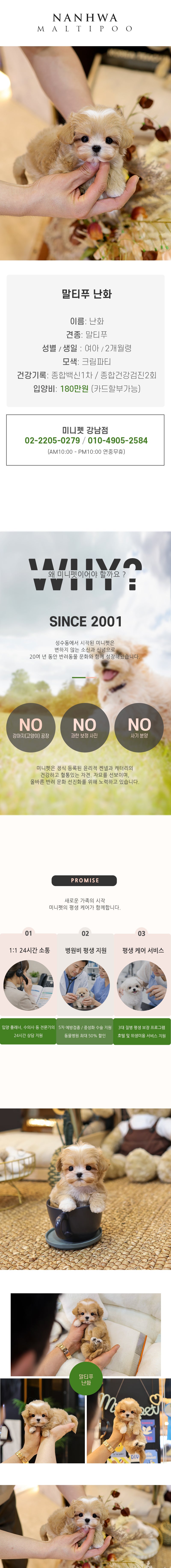 말티푸 - 난화 (여아)