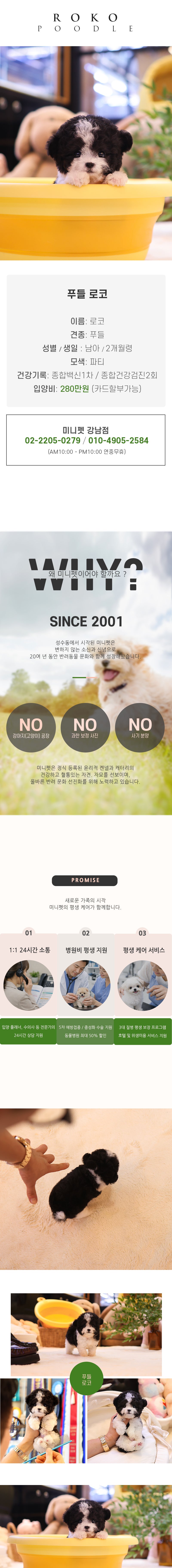 푸들 - 로코 (남아)