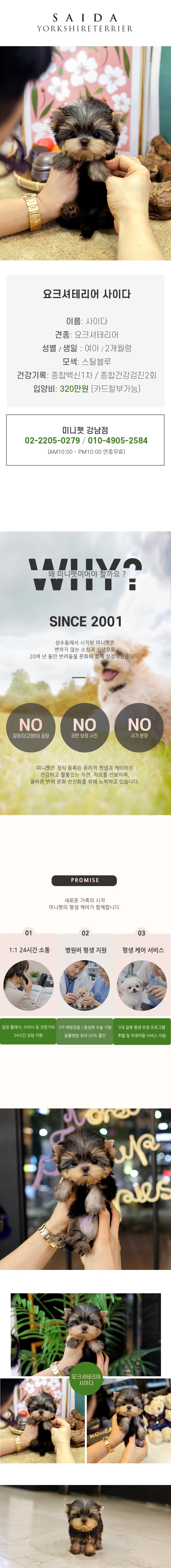 요크셔테리어 - 사이다 (여아)