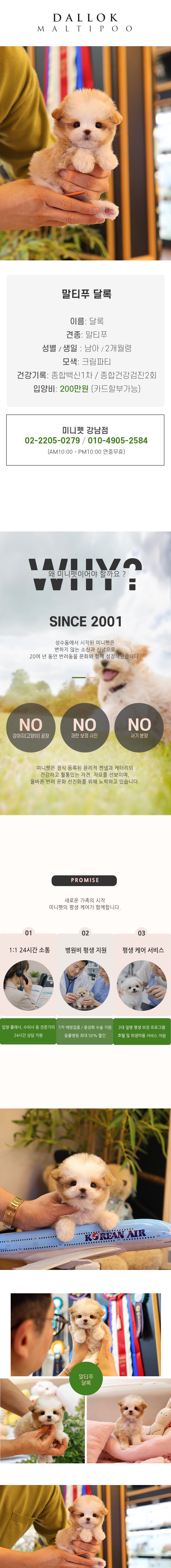 말티푸 - 달록 (남아)