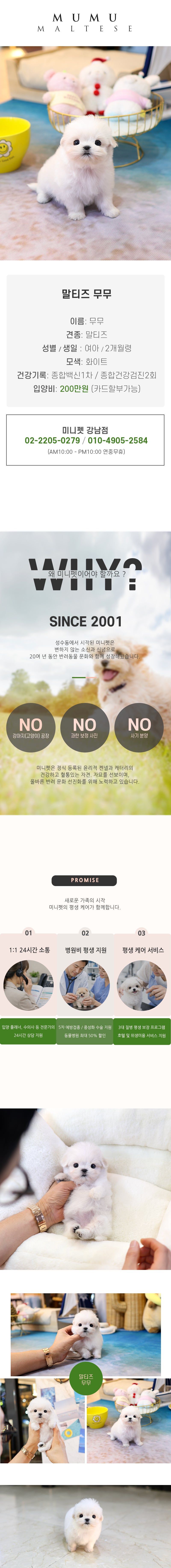말티즈 - 무무 (여아)