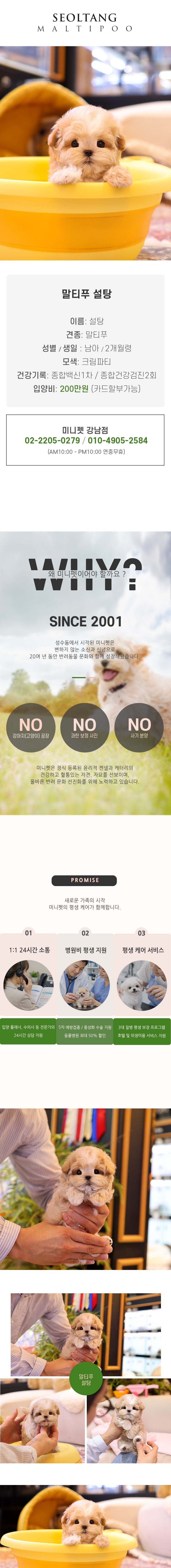 말티푸 - 설탕 (남아)