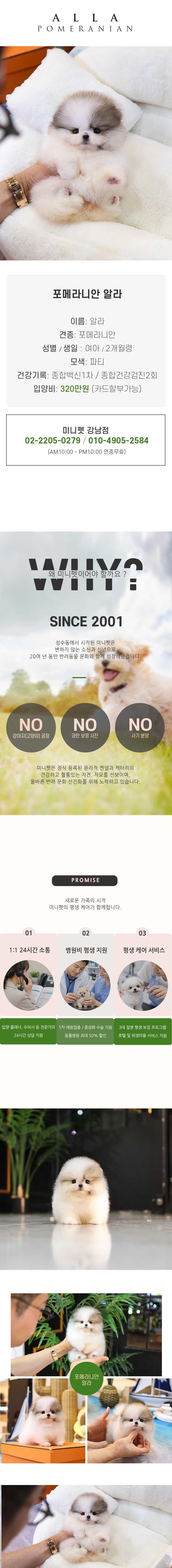 포메라니안 - 알라 (여아)