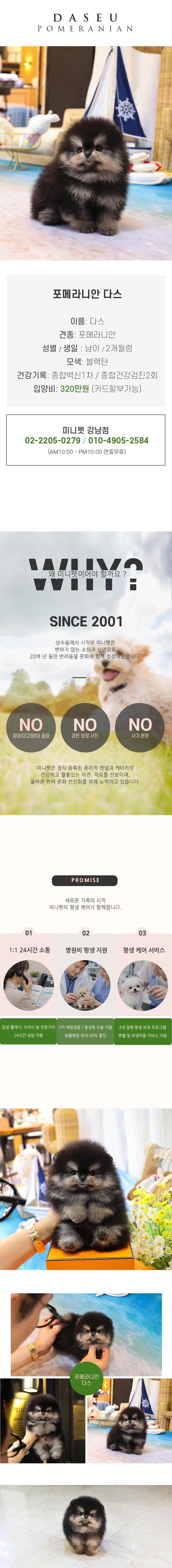 포메라니안 - 다스 (남아)