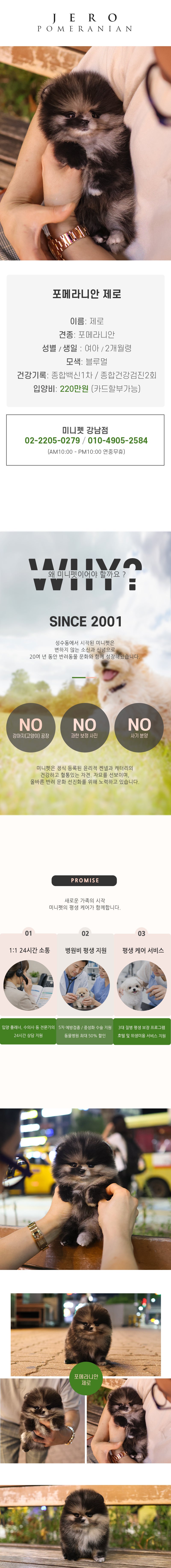 포메라니안 - 제로 (여아)