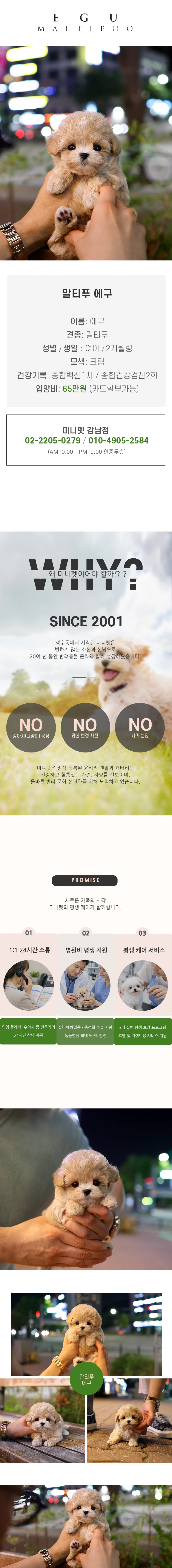 말티푸 - 에구 (여아)