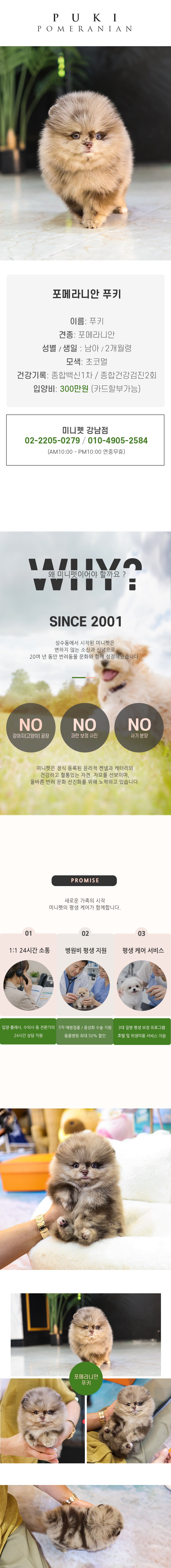포메라니안 - 푸키 (남아)