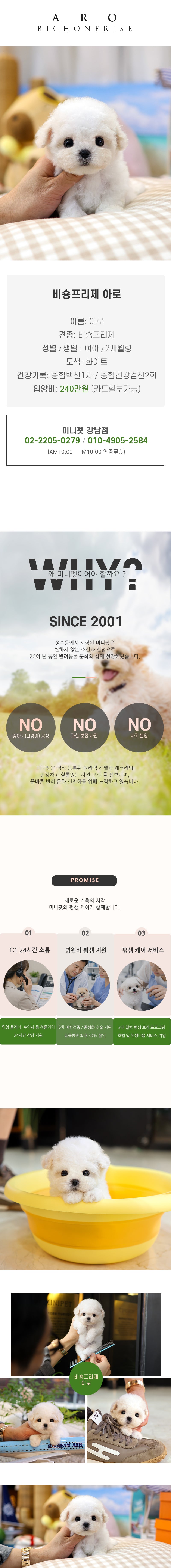 비숑프리제 - 아로 (여아)