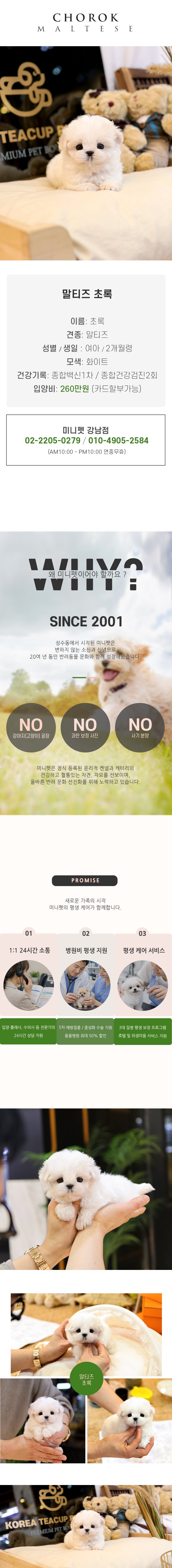말티즈 - 초록 (여아)