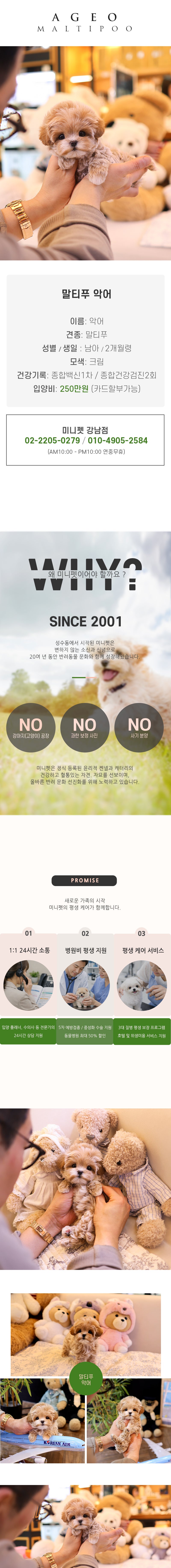 말티푸 - 악어 (남아)