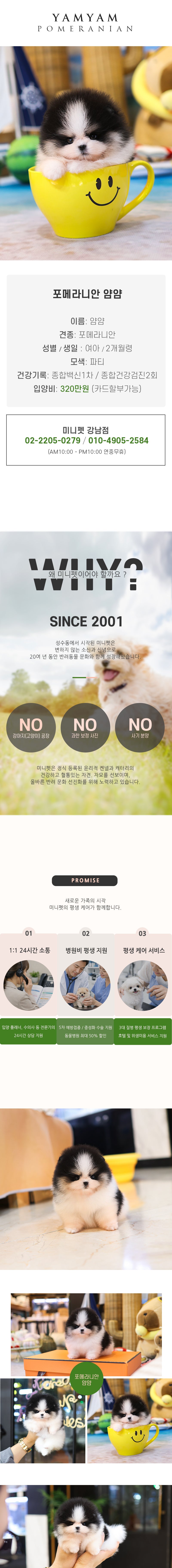포메라니안 - 얌얌 (여아)