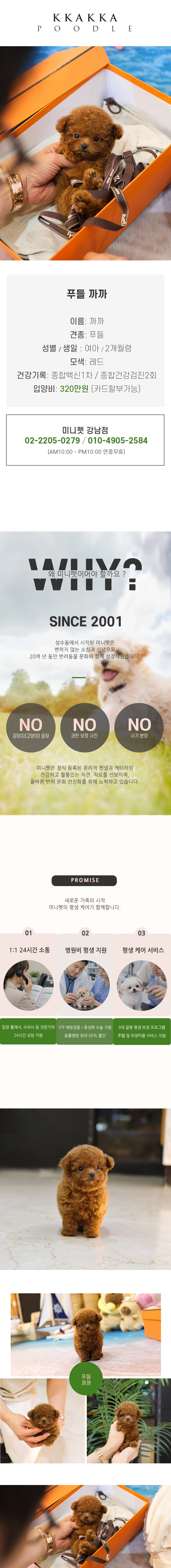 푸들 - 까까 (여아)
