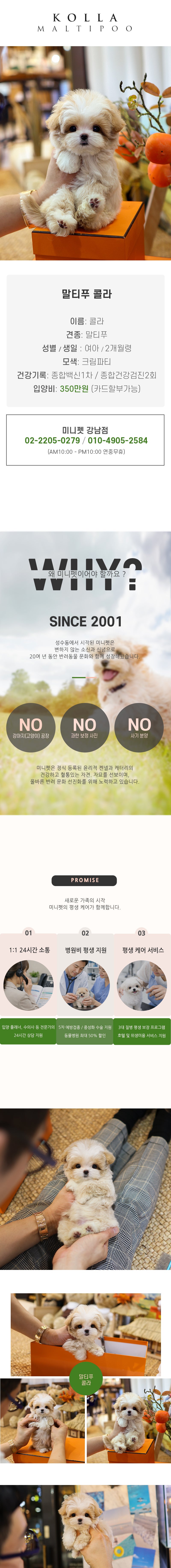 말티푸 - 콜라 (여아)