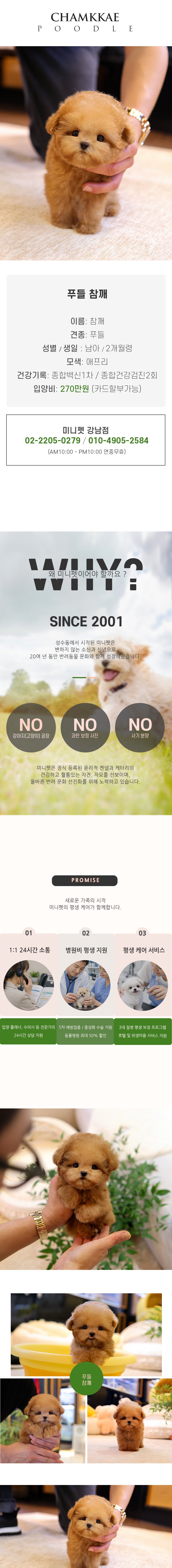 푸들 - 참깨 (남아)