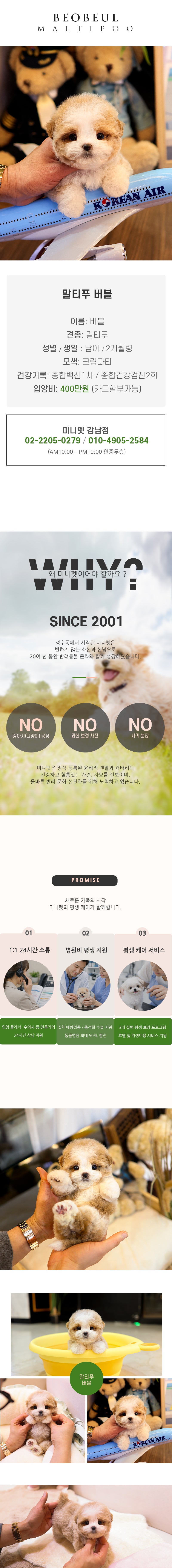말티푸 - 버블 (남아)