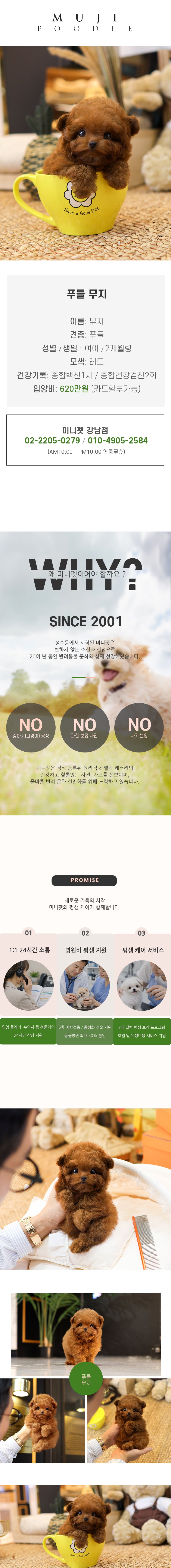 푸들 - 무지 (여아)