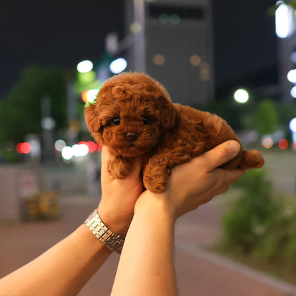 푸들 - 치히 (여아)