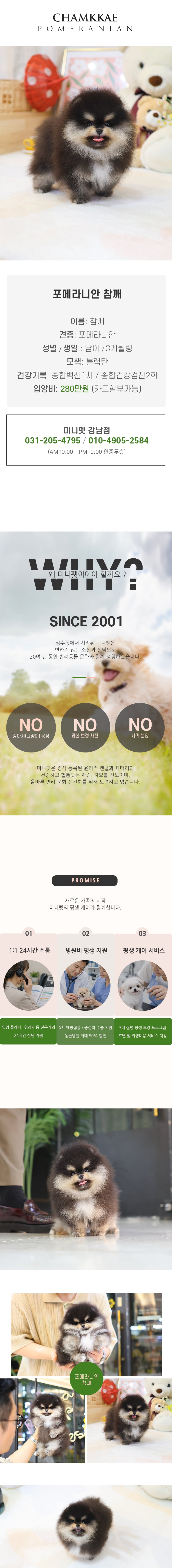 포메라니안 - 참깨 (남아)