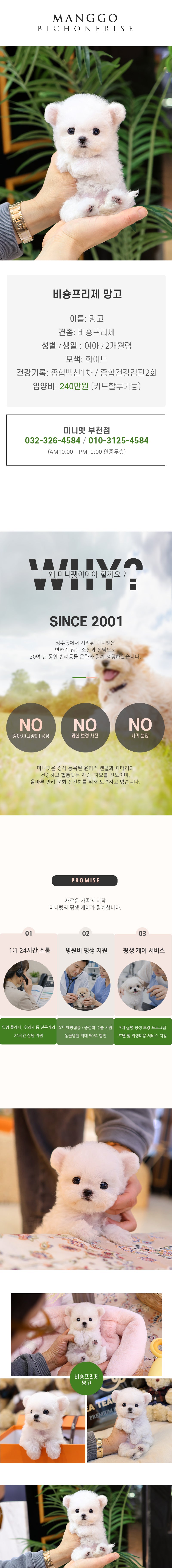비숑프리제 - 망고 (여아)