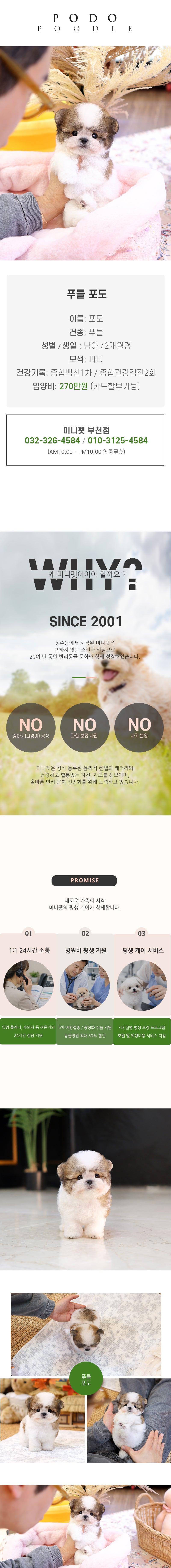 푸들 - 포도 (남아)