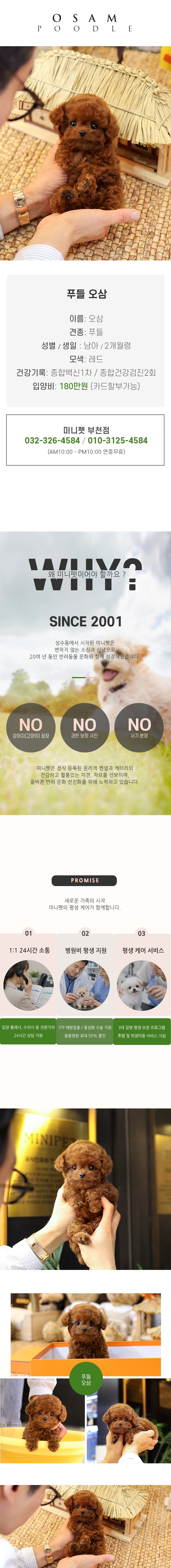 푸들 - 오삼 (남아)