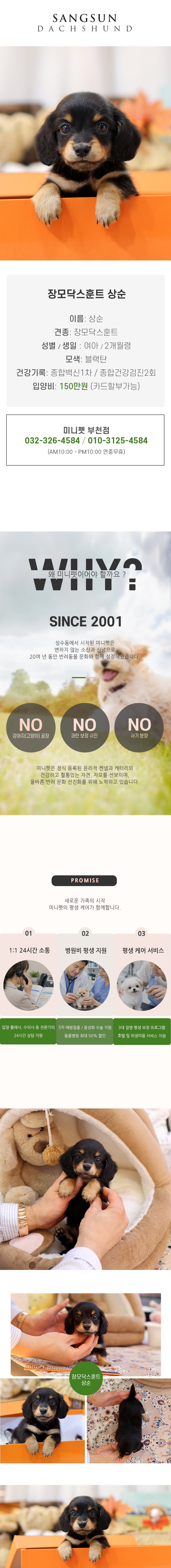 장모닥스훈트 - 상순 (여아)