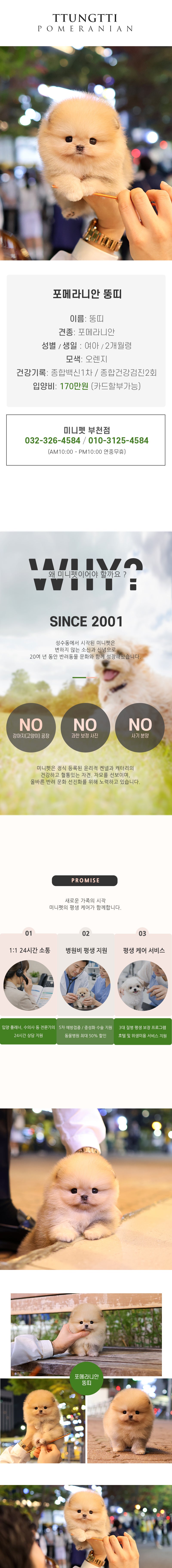 포메라니안 - 뚱띠 (여아)