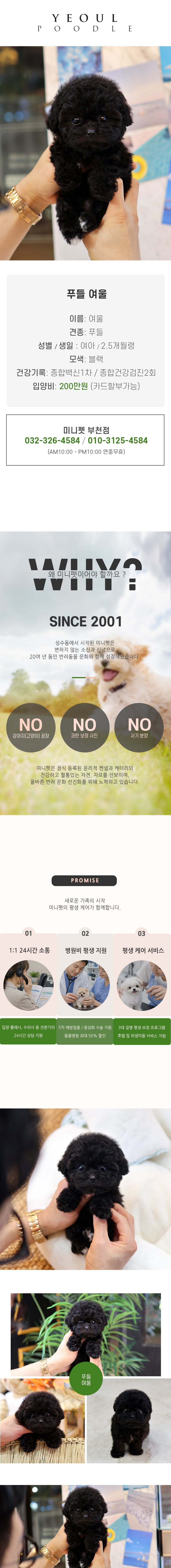 푸들 - 여울 (여아)