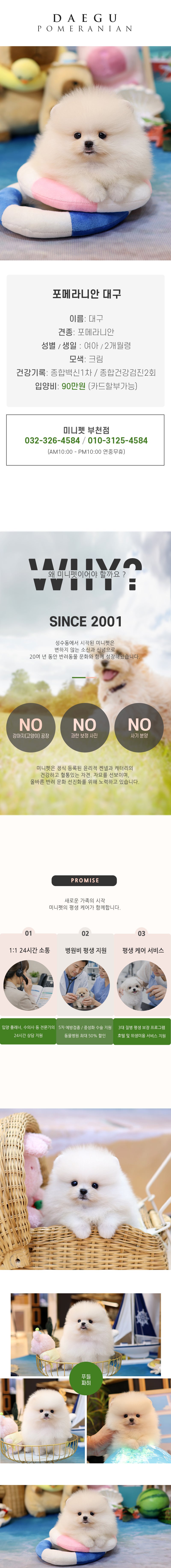 포메라니안 - 대구 (여아)