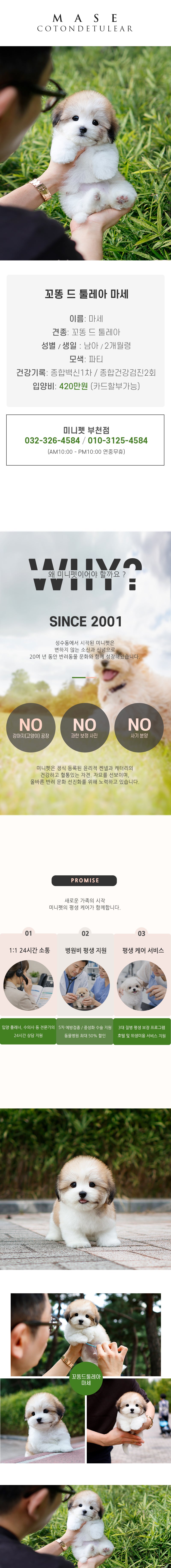 꼬똥드툴레아 - 마세 (남아)