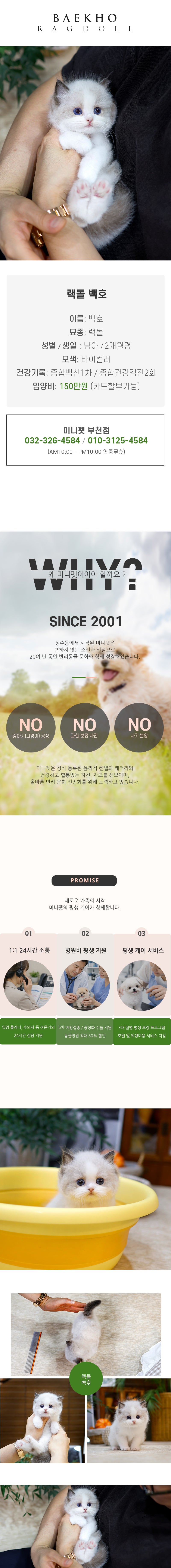 렉돌 - 백호(남아)