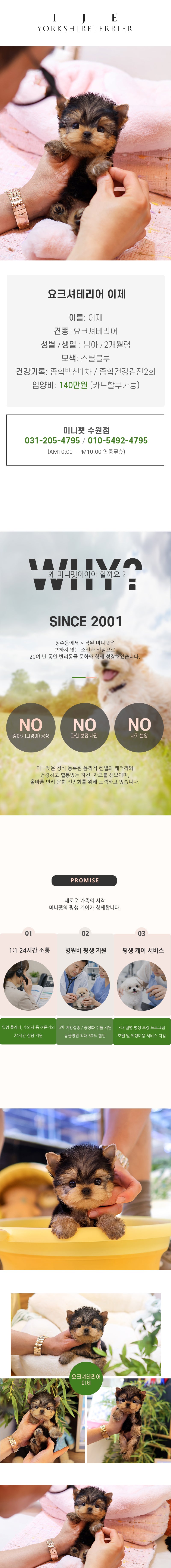 요크셔테리어 - 이제 (남아)