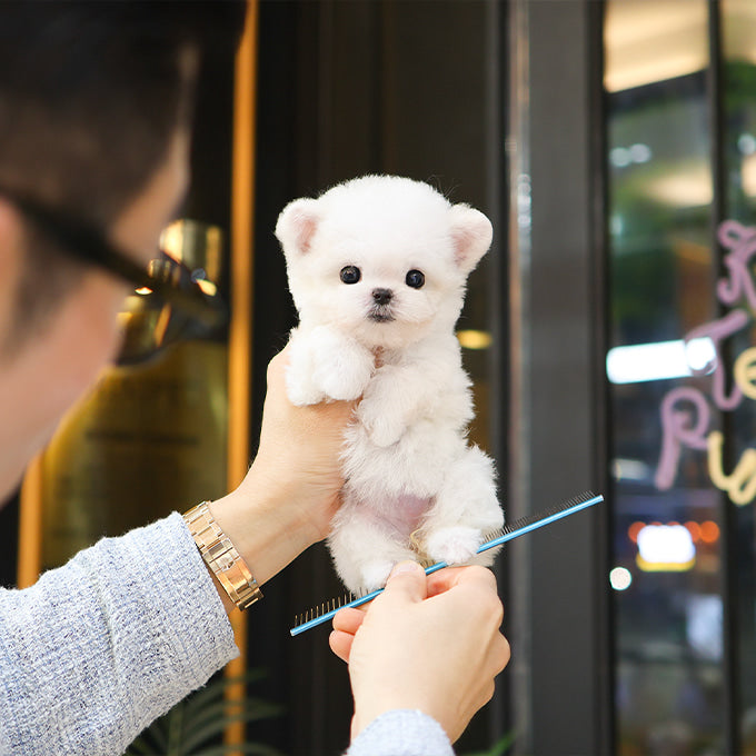 비숑프리제 - 요미 (여아)