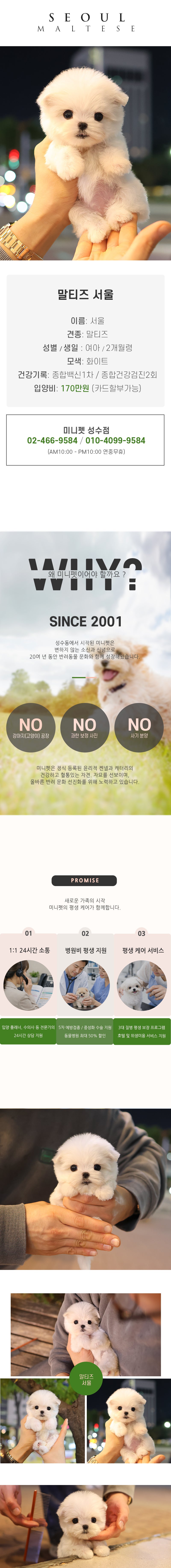 말티즈 - 서울 (여아)