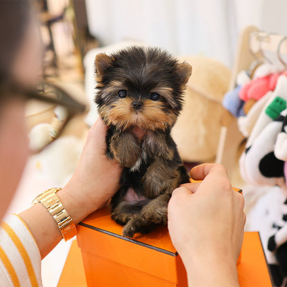 요크셔테리어 - 시오 (남아)