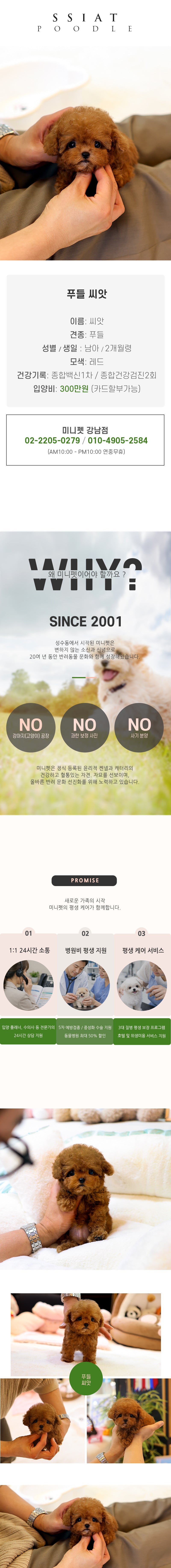 푸들 - 씨앗 (남아)