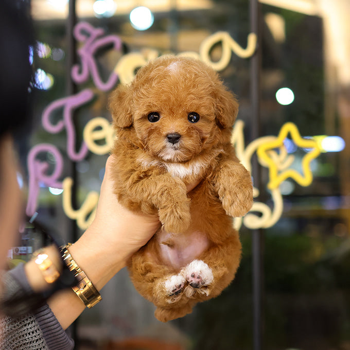 푸들 현욱 (남아)