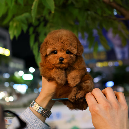 푸들 - 뮤직 (여아)